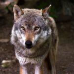 Hightech-Weidezaun zur Vertreibung von Wölfen