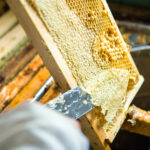 Der Weg zur eigenen Imkerei – Eine Einleitung