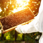 Der Weg zur eigenen Imkerei – Grundwissen für Imker