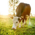 Umstellung zum ökologischen Landbau in 2026